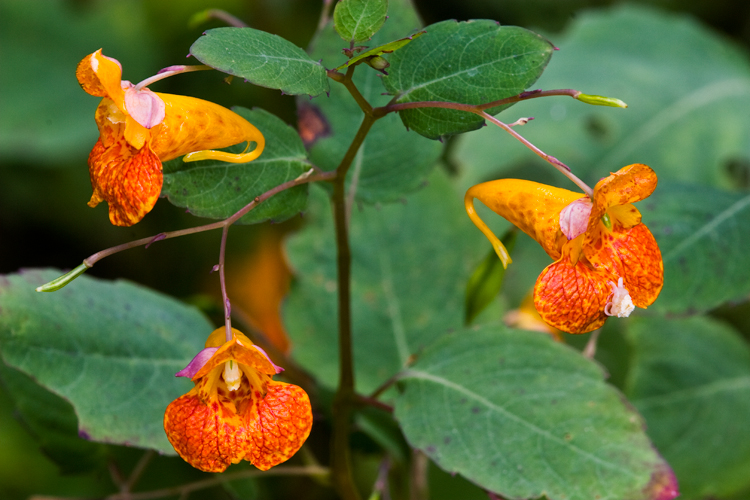 jewelweed